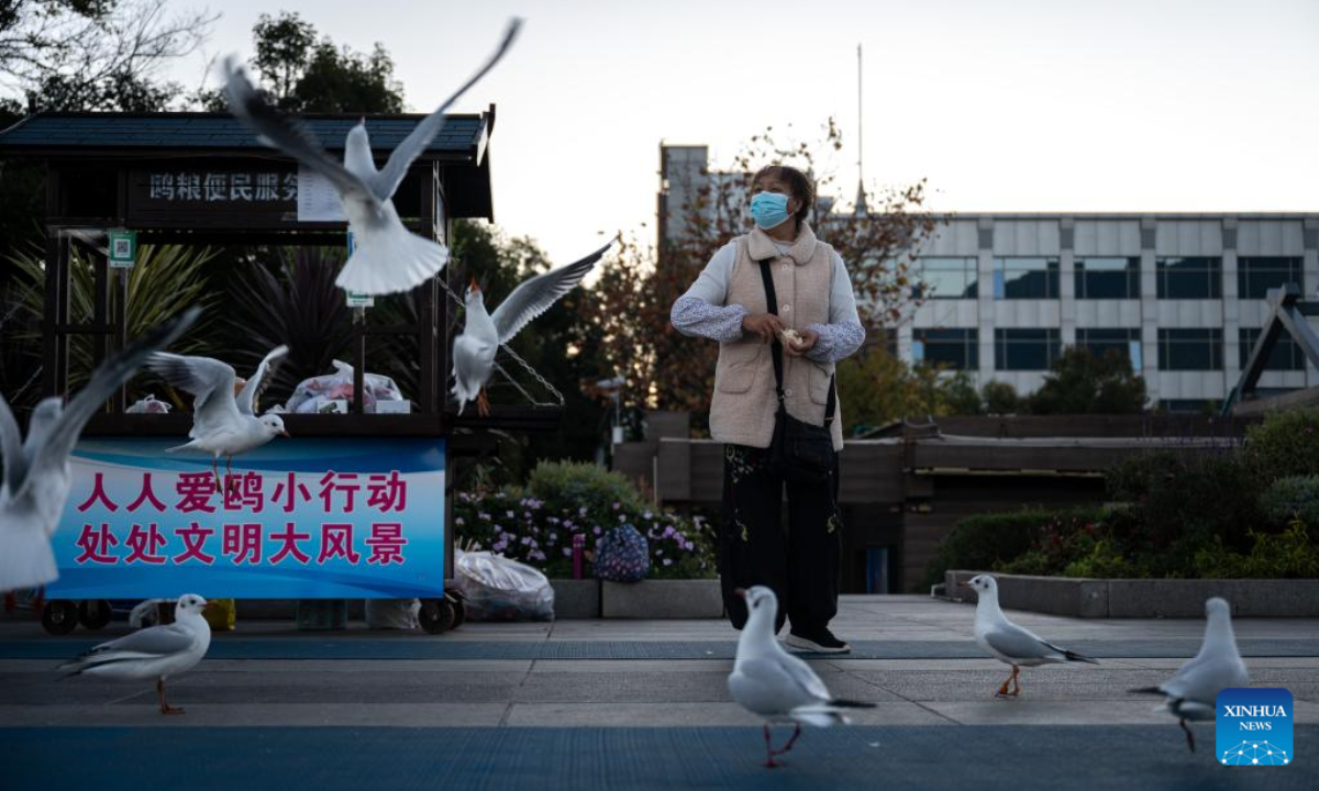 A woman feeds black-headed gulls by the bank of Dianchi Lake in Kunming, southwest China's Yunnan Province, Nov 18, 2022. Photo:Xinhua