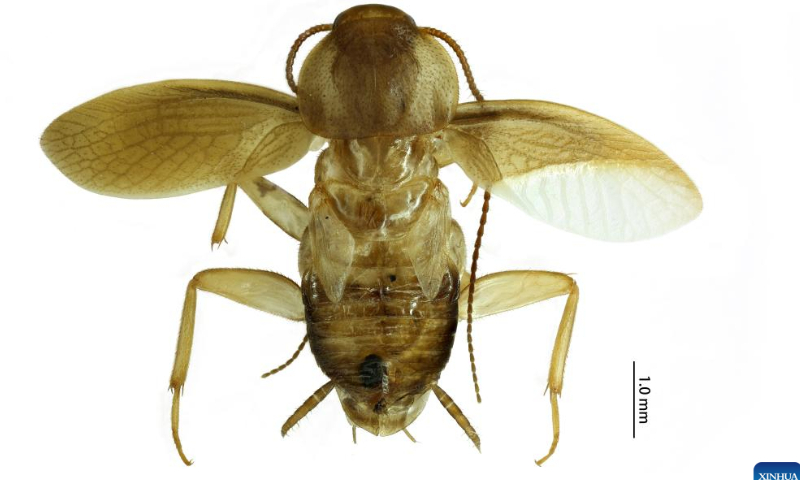 This undated photo shows a cockroach that has turned out to be a new species from the Latindia genus. Photo: Xinhua