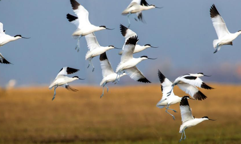 A flock of pied avocets fly over the Matou section of the Yihe River in Tancheng County, Linyi City, east China's Shandong Province, Nov. 27, 2022. (Photo by Fang Dehua/Xinhua)