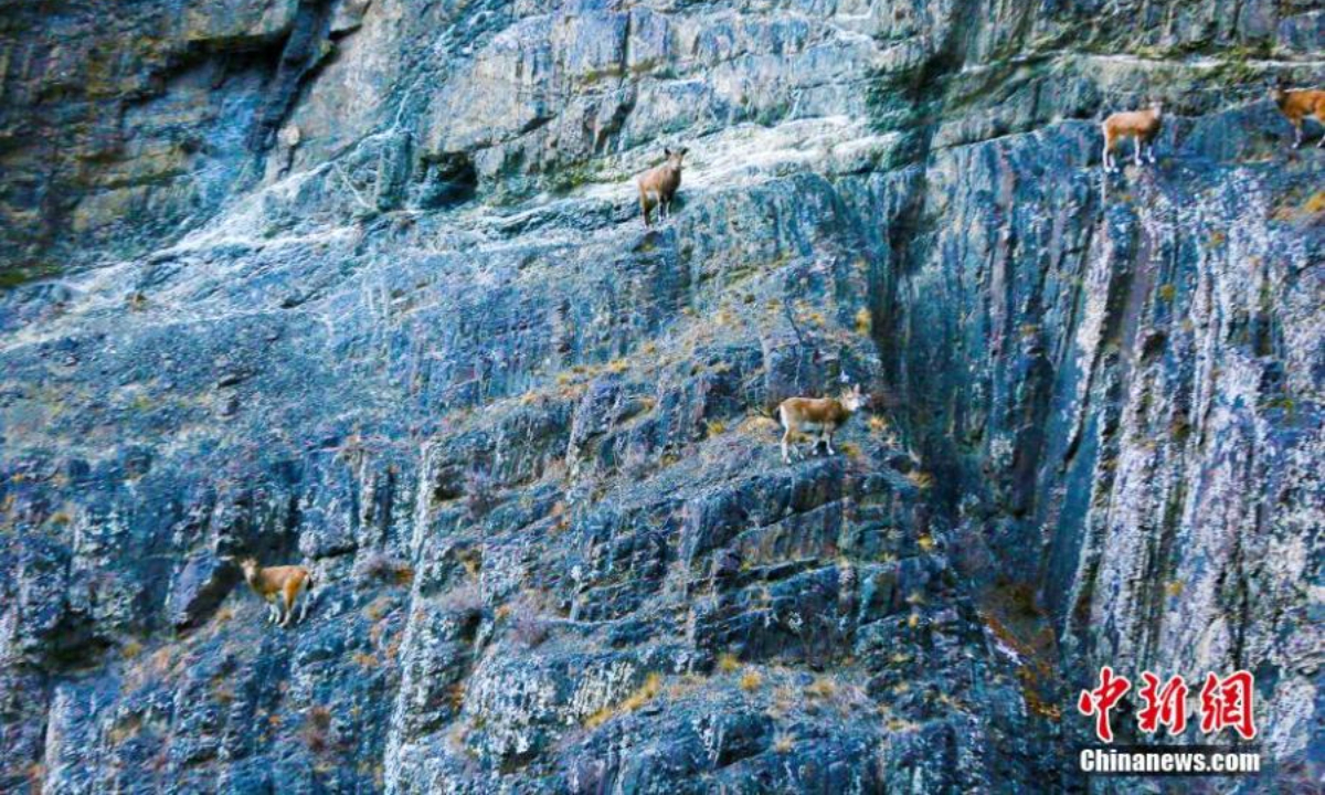 Several ibexes, a second-class protected animal, climb rocky cliff in Hutubi County, Changji Hui Autonomous Prefecture, northwest China's Xinjiang Uyghur Autonomous Region, Nov 23, 2022. Photo:Xinhua