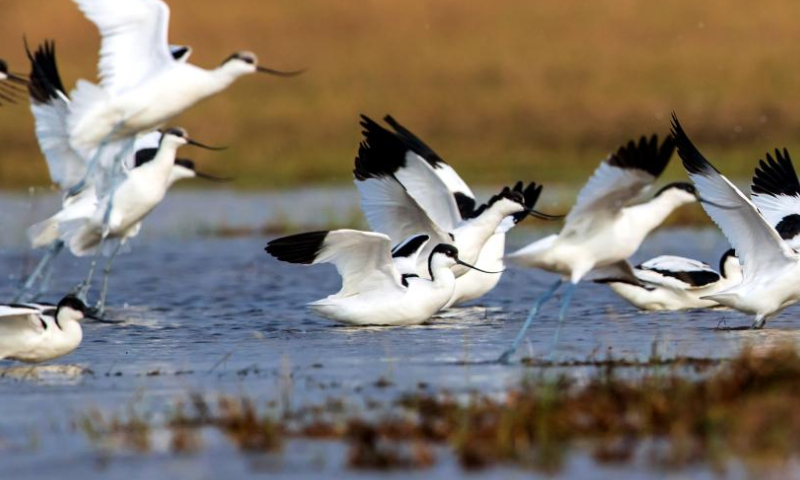 A flock of pied avocets are seen in the Matou section of the Yihe River in Tancheng County, Linyi City, east China's Shandong Province, Nov. 27, 2022. (Photo by Fang Dehua/Xinhua)