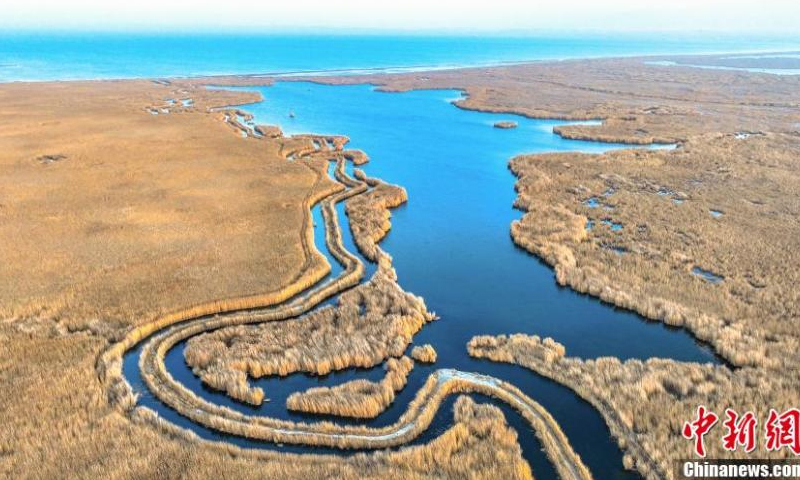 Golden reed flowers are in full bloom, adding beauty to Bosten Lake, China's largest inland freshwater lake, in Bohu County, northwest China's Xinjiang Uyghur Autonomous Region, Nov. 15, 2022. (Photo: China News Service/Nian Lei)