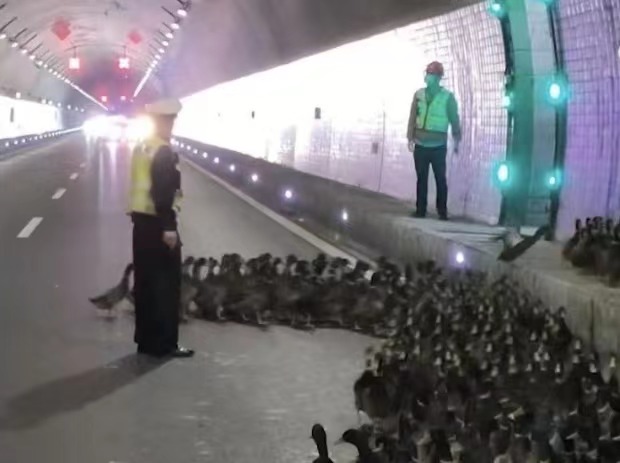 More than 2,000 ducks escaped after a truck overturned on an expressway in East China's Zhejiang Province. Traffic police have managed to transfer the ducks to the exit of the expressway and return them to the owner after an hour’s work. Photo: Guancha News 