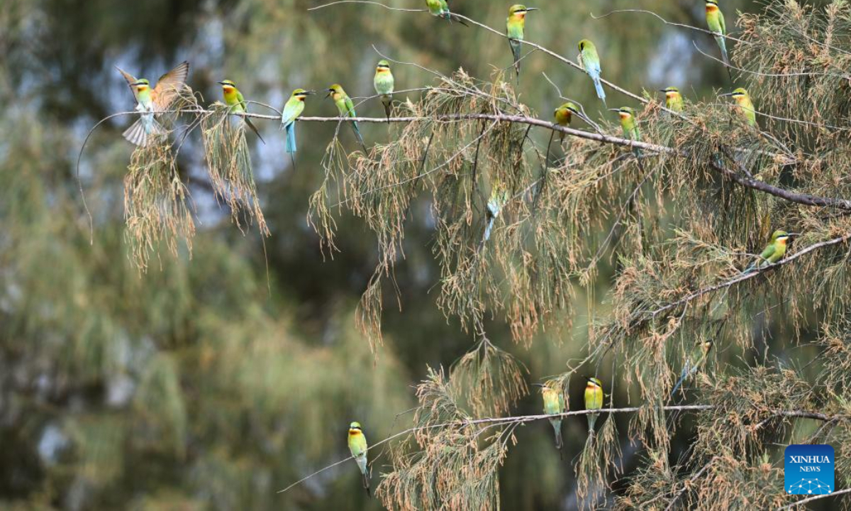 Blue-tailed bee-eaters are seen in Wuyuan River National Wetland Park in Haikou, south China's Hainan Province, April 15, 2022. Haikou was accredited by the Ramsar Convention as an international wetland city in 2018. The wetland coverage rate of the city is about 12.7 percent. Photo:Xinhua