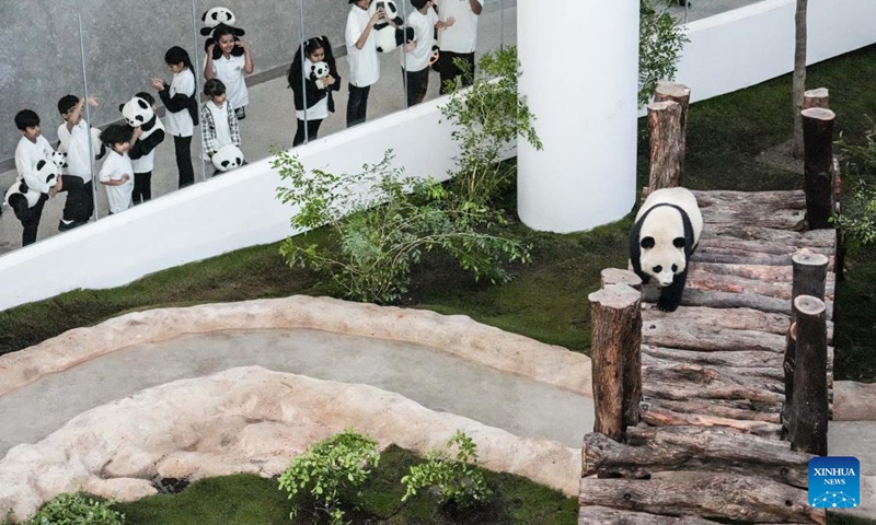 The giant panda Si Hai is seen at the Panda House at Al Khor Park in Doha, Qatar, Nov. 17, 2022. The two giant pandas, three-year-old female Si Hai and four-year-old male Jing Jing, made their first public appearance on Thursday ahead of the FIFA World Cup Qatar 2022. (Xinhua/Pan Yulong)
