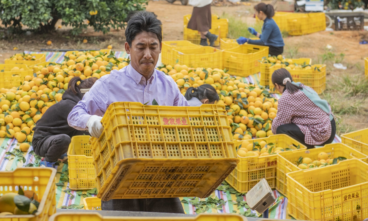 Fruit growers in Daoxian county, Central China's Hunan Province sort newly harvested oranges and pack them for delivery on November 14, 2022. By combining the strengths of key enterprises, local cooperatives and household farms, Daoxian has steadily expanded the area of orange plantations in recent years. Photo: cnsphoto