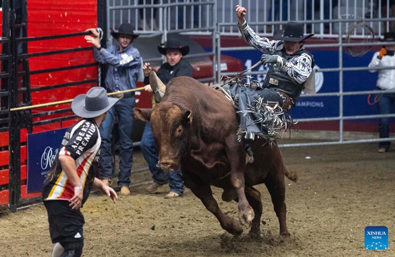 Cowboy Bret Timmermans competes during the Bull Riding competition of the Rodeo section at the 2022 Royal Horse Show in Toronto, Canada, Nov. 13, 2022. More than twenty cowboys from across Canada took part in this annual traditional competition on Sunday. (Photo by Zou Zheng/Xinhua)