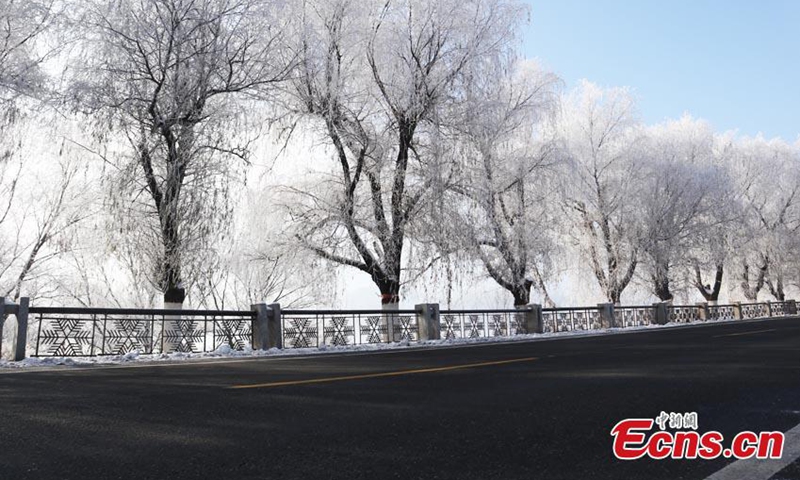 Crystal-clear icicles hang on trees along the banks of Songhua River, covering the landscape in a palette of silver and white, a typical but unique winter scene in Jilin City, northeast China's Jilin Province, Nov. 15, 2022. (Photo: China News Service/Cang Yan)

