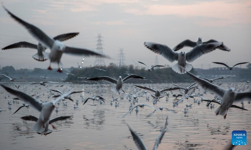 Migratory birds fly over the Yamuna River in New Delhi, India, Nov. 15, 2022. (Xinhua/Javed Dar)