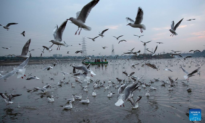 People take a boat ride as migratory birds fly over the Yamuna River in New Delhi, India, Nov. 15, 2022. (Xinhua/Javed Dar)