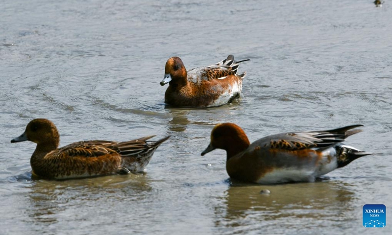 Ducks are seen at a mangrove wetland in the Guangdong Neilingding-Futian National Nature Reserve in Shenzhen, south China's Guangdong Province, Nov. 11, 2022. (Xinhua/Liang Xu)