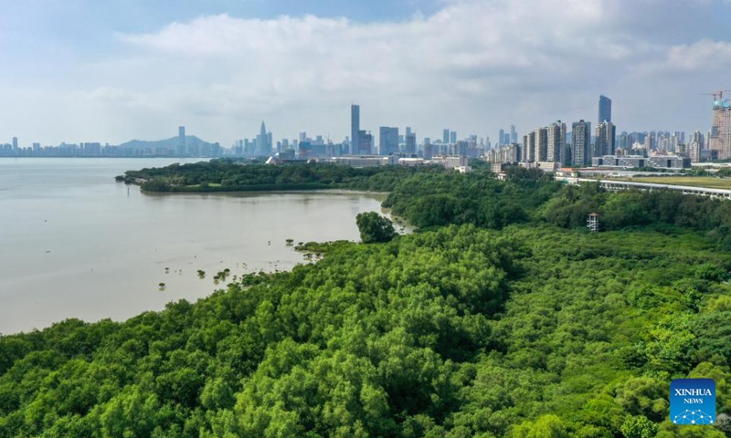 This aerial photo taken on Nov. 11, 2022 shows a mangrove forest along the coastal areas of the Shenzhen Bay in Shenzhen, south China's Guangdong Province. (Xinhua/Liang Xu)