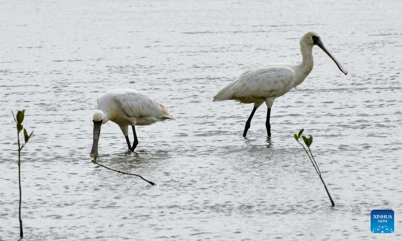 Black-faced spoonbills forage at a mangrove wetland in the Guangdong Neilingding-Futian National Nature Reserve in Shenzhen, south China's Guangdong Province, Nov. 11, 2022. (Xinhua/Liang Xu)