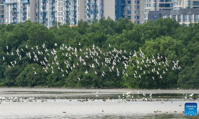 Birds fly over the a mangrove wetland in the Guangdong Neilingding-Futian National Nature Reserve in Shenzhen, south China's Guangdong Province, Nov. 11, 2022. (Xinhua/Liang Xu)