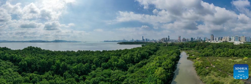 This aerial photo taken on Nov. 11, 2022 shows a mangrove wetland in the Guangdong Neilingding-Futian National Nature Reserve in Shenzhen, south China's Guangdong Province. (Xinhua/Liang Xu)