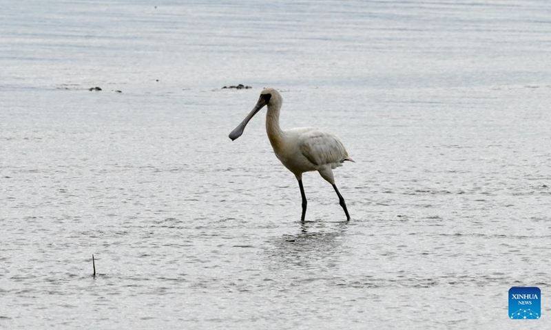 A black-faced spoonbill forages at a mangrove wetland in the Guangdong Neilingding-Futian National Nature Reserve in Shenzhen, south China's Guangdong Province, Nov. 11, 2022. (Xinhua/Liang Xu)