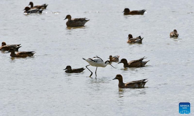 Migratory birds are seen at a mangrove wetland in the Guangdong Neilingding-Futian National Nature Reserve in Shenzhen, south China's Guangdong Province, Nov. 11, 2022. (Xinhua/Liang Xu)