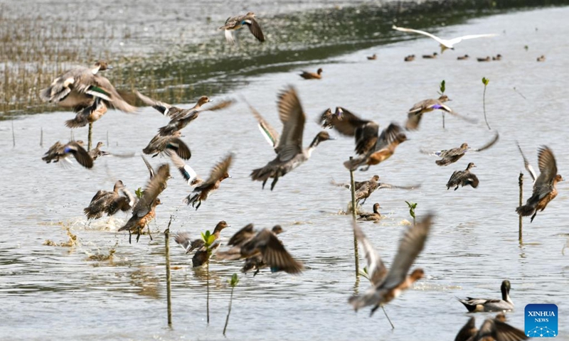 Wild ducks are seen at a mangrove wetland in the Guangdong Neilingding-Futian National Nature Reserve in Shenzhen, south China's Guangdong Province, Nov. 11, 2022. (Xinhua/Liang Xu)