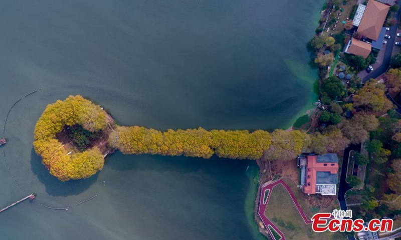 A road surrounded by plane trees in East Lake National Wetland Park looks like a golden spoon on water in Wuhan, central China's Hubei Province, Nov. 21, 2022. (Photo: China News Service/Zhang Chang)