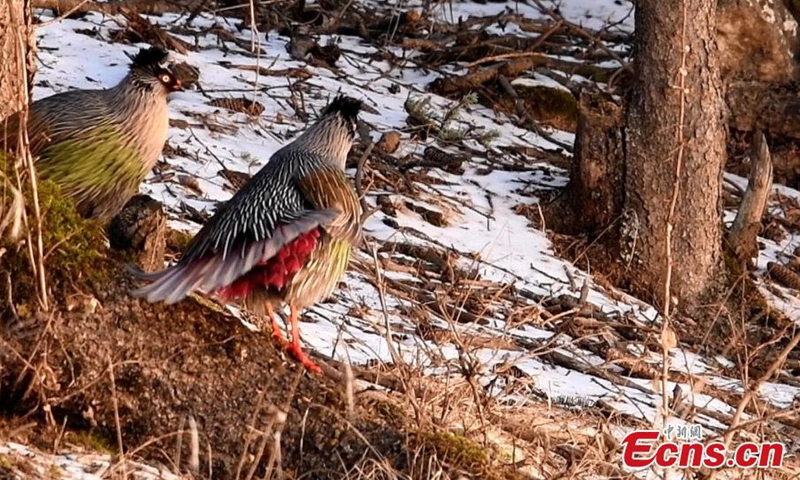 Several blood pheasants forage in Qilian Mountain National Park in northwest China's Qinghai Province. The blood pheasant is native to forests at an altitude of 1,700-3,000 meters in mountainous areas in China and a bird species under the second-class state protection. (Photo: China News Service/Wang Guozhong)