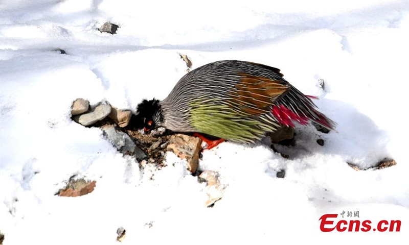 A blood pheasant forages in Qilian Mountain National Park in northwest China's Qinghai Province. The blood pheasant is native to forests at an altitude of 1,700-3,000 meters in mountainous areas in China and a bird species under the second-class state protection. (Photo: China News Service/Wang Guozhong)