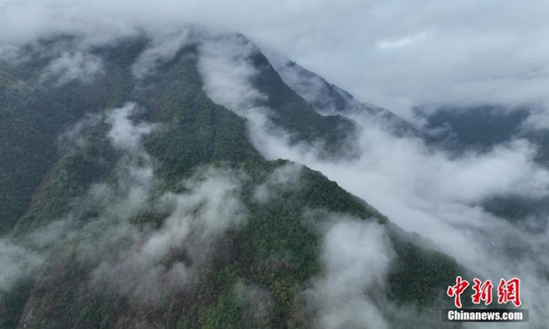 Breathtaking aerial view of a sea of clouds shrouded Wuyi Mountain after rain in east China's Jiangxi Province, Nov. 22, 2022. (Photo provided to China News Service)