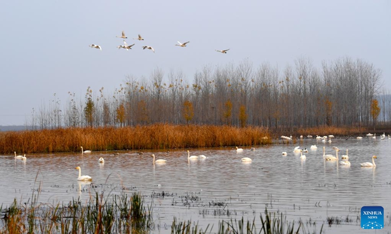 Swans are seen at a wetland in Sanmenxia, central China's Henan Province, Nov. 22, 2022. A large number of migratory swans flied to the Yellow River wetland in Sanmenxia to spend winter. (Xinhua/Wang Ding)