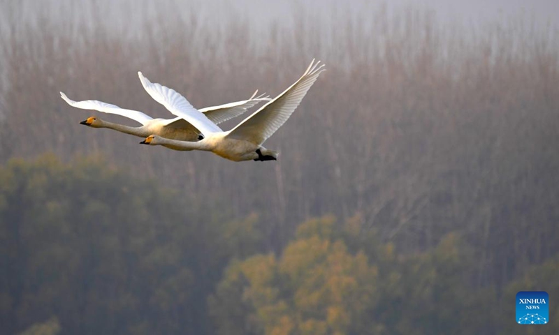 Swans fly over a wetland in Sanmenxia, central China's Henan Province, Nov. 23, 2022. A large number of migratory swans flied to the Yellow River wetland in Sanmenxia to spend winter. (Xinhua/Hao Yuan)