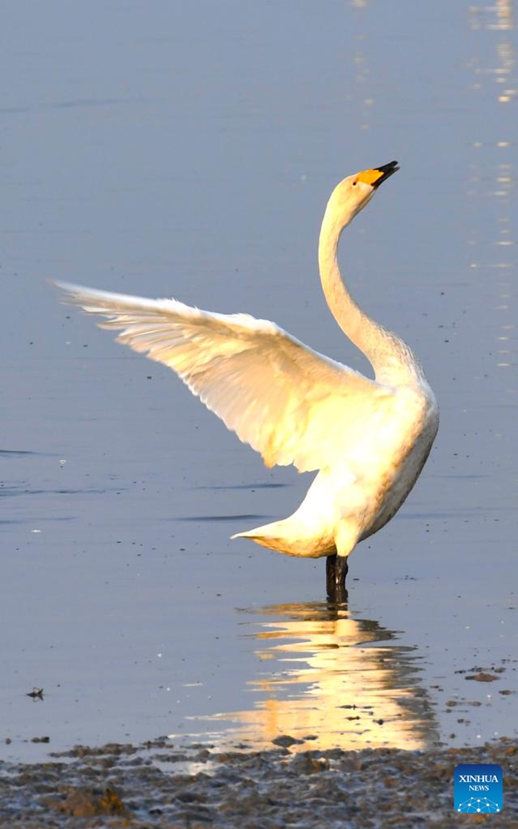 A swan is seen at a wetland in Sanmenxia, central China's Henan Province, Nov. 23, 2022. A large number of migratory swans flied to the Yellow River wetland in Sanmenxia to spend winter. (Xinhua/Wang Ding)