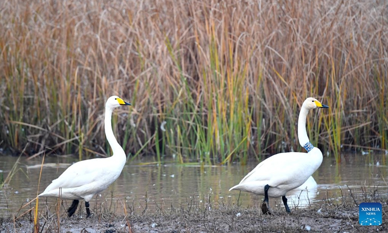 Swans are seen at a wetland in Sanmenxia, central China's Henan Province, Nov. 22, 2022. A large number of migratory swans flied to the Yellow River wetland in Sanmenxia to spend winter. (Xinhua/Hao Yuan)