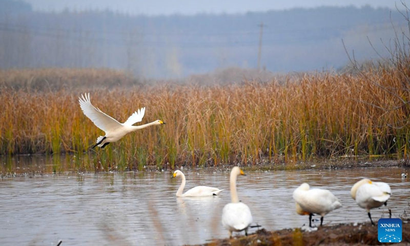 Swans are seen at a wetland in Sanmenxia, central China's Henan Province, Nov. 22, 2022. A large number of migratory swans flied to the Yellow River wetland in Sanmenxia to spend winter. (Xinhua/Hao Yuan)