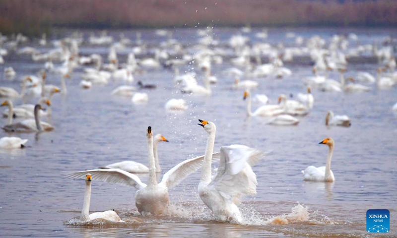 Swans are seen at a wetland in Sanmenxia, central China's Henan Province, Nov. 22, 2022. A large number of migratory swans flied to the Yellow River wetland in Sanmenxia to spend winter. (Xinhua/Hao Yuan)