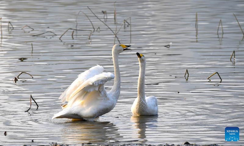 Swans are seen at a wetland in Sanmenxia, central China's Henan Province, Nov. 23, 2022. A large number of migratory swans flied to the Yellow River wetland in Sanmenxia to spend winter. (Xinhua/Wang Ding)