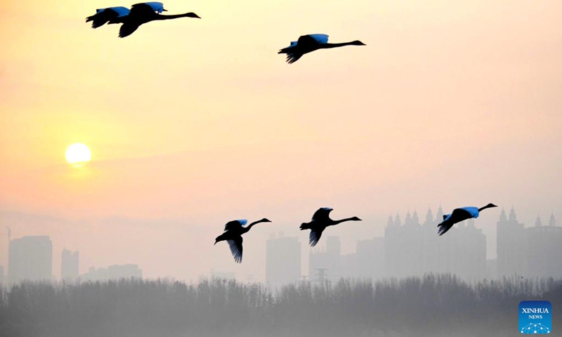 Swans fly over a wetland in Sanmenxia, central China's Henan Province, Nov. 23, 2022. A large number of migratory swans flied to the Yellow River wetland in Sanmenxia to spend winter. (Xinhua/Wang Ding)