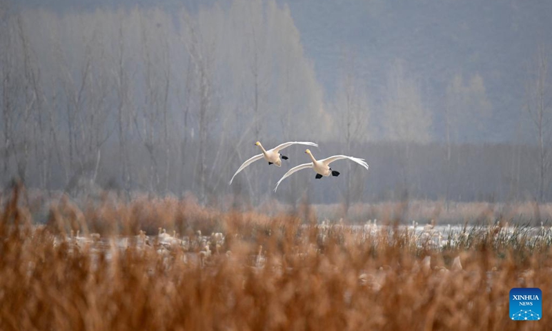 Swans fly over a wetland in Sanmenxia, central China's Henan Province, Nov. 22, 2022. A large number of migratory swans flied to the Yellow River wetland in Sanmenxia to spend winter. (Xinhua/Hao Yuan)