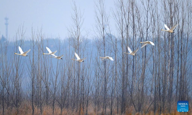 Swans fly over a wetland in Sanmenxia, central China's Henan Province, Nov. 22, 2022. A large number of migratory swans flied to the Yellow River wetland in Sanmenxia to spend winter. (Xinhua/Wang Ding)