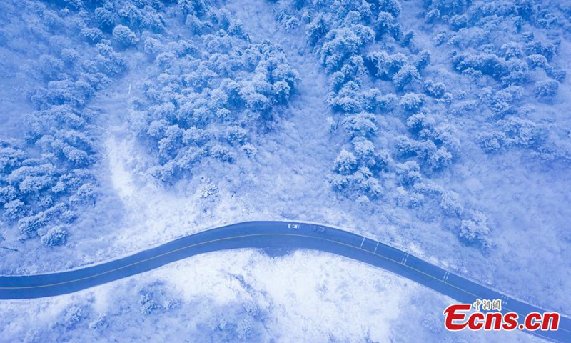 Trees are covered with white rime, creating a spectacular scenery in Wolong Nature Reserve in Wenchuan County, southwest China's Sichuan Province, Nov. 28, 2022. (Photo provided to China News Service)

