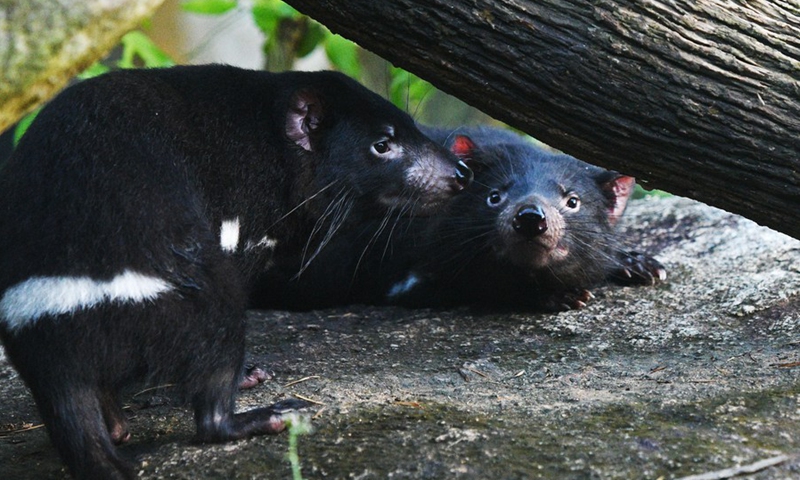 Two of the four Tasmanian Devils from Australia are seen on exhibit for the first time in Singapore's Night Safari on Nov 29, 2022. (Photo: Xinhua)