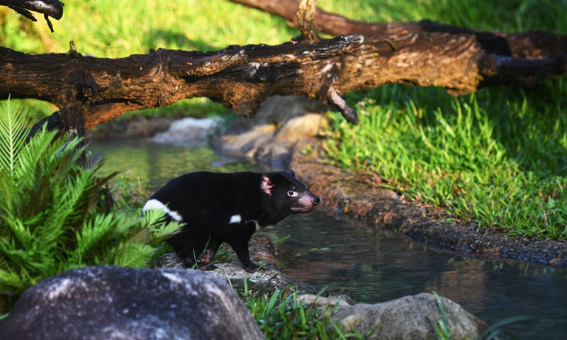 One of the four Tasmanian Devils from Australia is seen on exhibit for the first time in Singapore's Night Safari on Nov 29, 2022. (Photo: Xinhua)