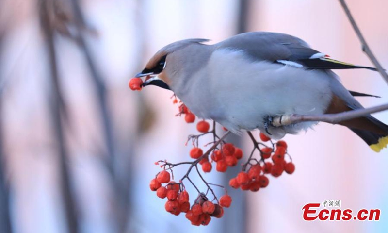 A waxwing picks fruit from a tree in Hulun Buir City, north China's Inner Mongolia Autonomous Region.
