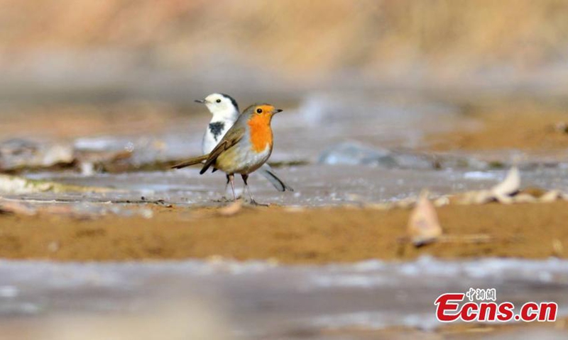 A rare robin bird rests on the lake side in Mangya city, northwest China's Qinghai Province. (Photo: China News Service/Wang Xiaojiong)



