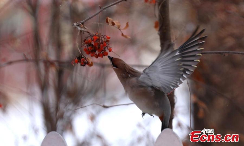 A waxwing picks fruit from a tree in Hulun Buir City, north China's Inner Mongolia Autonomous Region.


