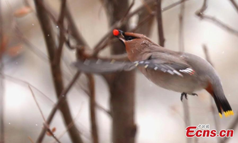 A waxwing picks fruit from a tree in Hulun Buir City, north China's Inner Mongolia Autonomous Region.

