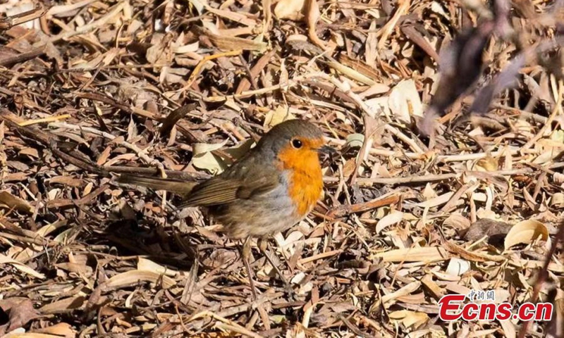 A rare robin bird forages in grass in Mangya city, northwest China's Qinghai Province. (Photo: China News Service/Wang Xiaojiong)


