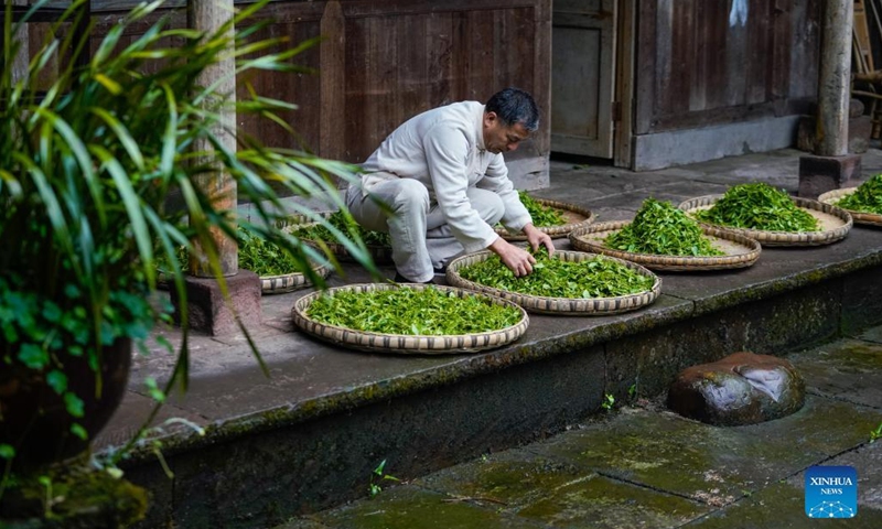 Zhang Yuehua dries newly-picked tea leaves at his ancestral house in Mingshan District of Ya'an City, southwest China's Sichuan Province, March 31, 2022. Zhang, born in 1959, is a representative inheritor of green tea making technique. Boasting a long history of tea cultivation, Ya'an is the birthplace of dark tea and green tea making techniques. Inherited by generations of tea makers, both techniques are now listed as national-level intangible cultural heritage.(Photo: Xinhua)