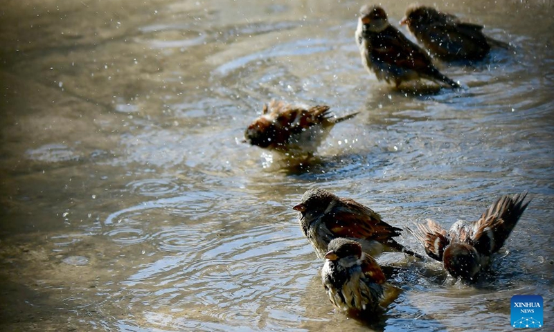 Birds drink water at a lake in Damascus, capital of Syria, Nov. 30, 2022.(Photo: Xinhua)