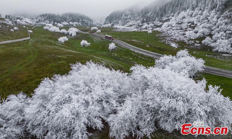 Trees are decorated with rime on Fairy Mountain in Chongqing, turning the mountain range a winter wonderland. (Photo: China News Service/Wang Junjie)