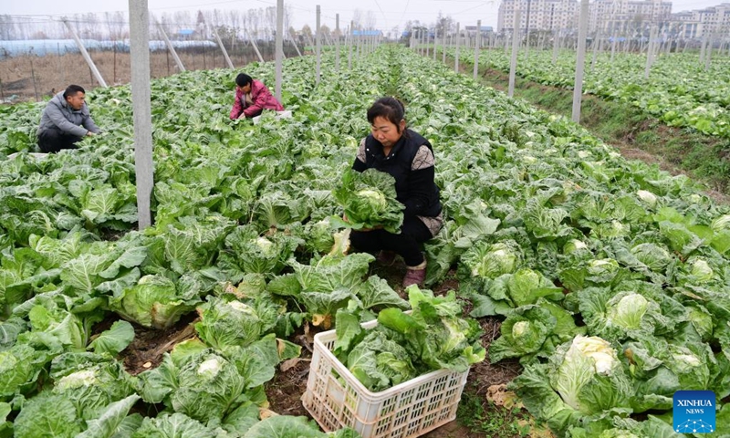 Vegetable growers pluck vegetables at a vegetable plantation base in Gaodian Township of Feixi County, Hefei City, east China's Anhui Province, Dec. 3, 2022. Vegetable growers here have been busy with harvesting vegetables to supply the market amid recent cold waves. (Photo by Xu Yong/Xinhua)