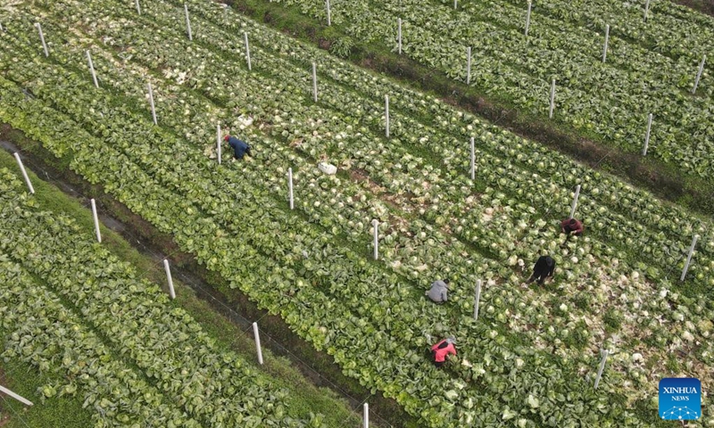 This aerial photo taken on Dec. 3, 2022 shows vegetable growers plucking vegetables at a vegetable plantation base in Gaodian Township of Feixi County, Hefei City, east China's Anhui Province. Vegetable growers here have been busy with harvesting vegetables to supply the market amid recent cold waves. (Xinhua/Liu Junxi)