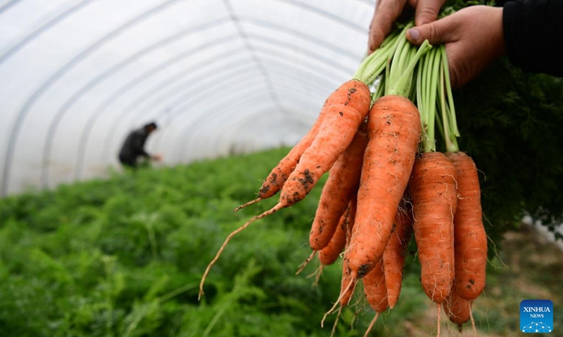 Newly harvested carrots are pictured at a vegetable plantation base in Gaodian Township of Feixi County, Hefei City, east China's Anhui Province, Dec. 3, 2022. Vegetable growers here have been busy with harvesting vegetables to supply the market amid recent cold waves. (Xinhua/Liu Junxi)